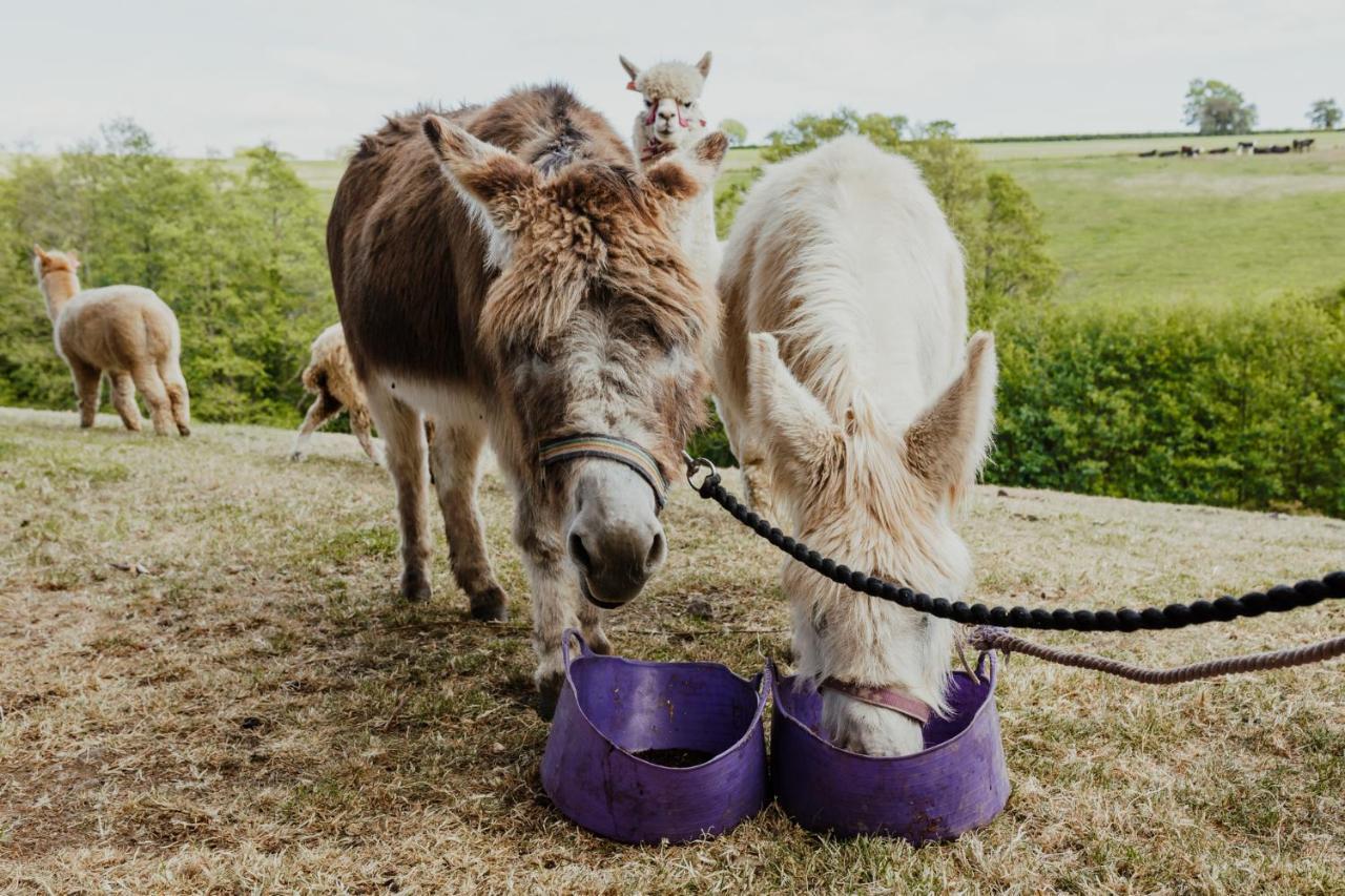 Smeaton Farm Luxury B&B セント・メスリオン エクステリア 写真
